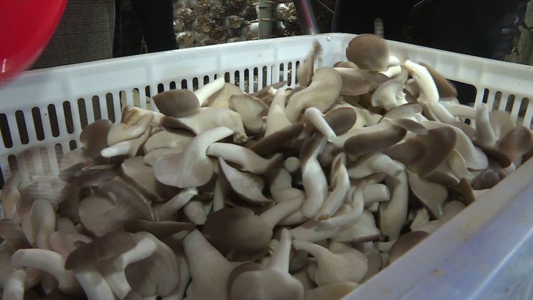 贫困村民闯"蘑"界,秀珍菇撑起"致富伞"
