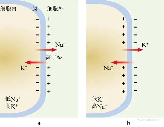 中学生物备课美图(二)_细胞