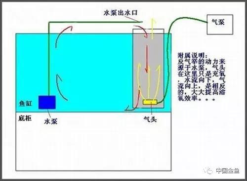 【建议收藏】九种鱼缸过滤器系统的性能对比!