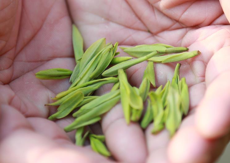 安吉白茶属于什么档次的茶叶 932723bd3a794cdead4851cb19e891f8.jpeg