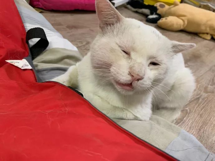 什么宠物猫不会乱叫 9817c36668ce4d609adef5278a87fd8b.jpeg