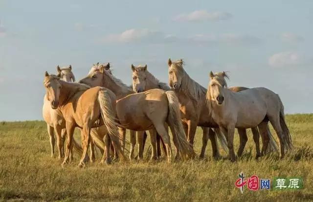 蒙古族与马的不解之缘高清大图