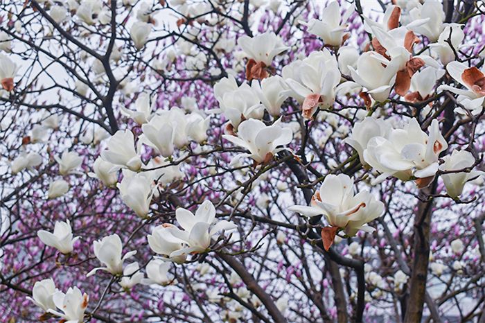 市民广场的玉兰花开了云赏花莫负好春光