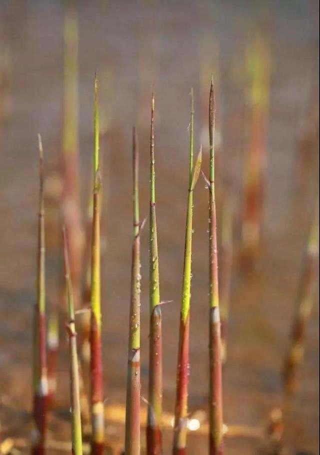 蒹葭芦荻和芦芽