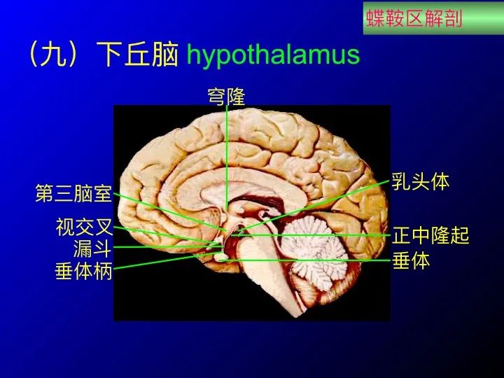 【推荐】鞍区应用解剖 断层解剖图谱