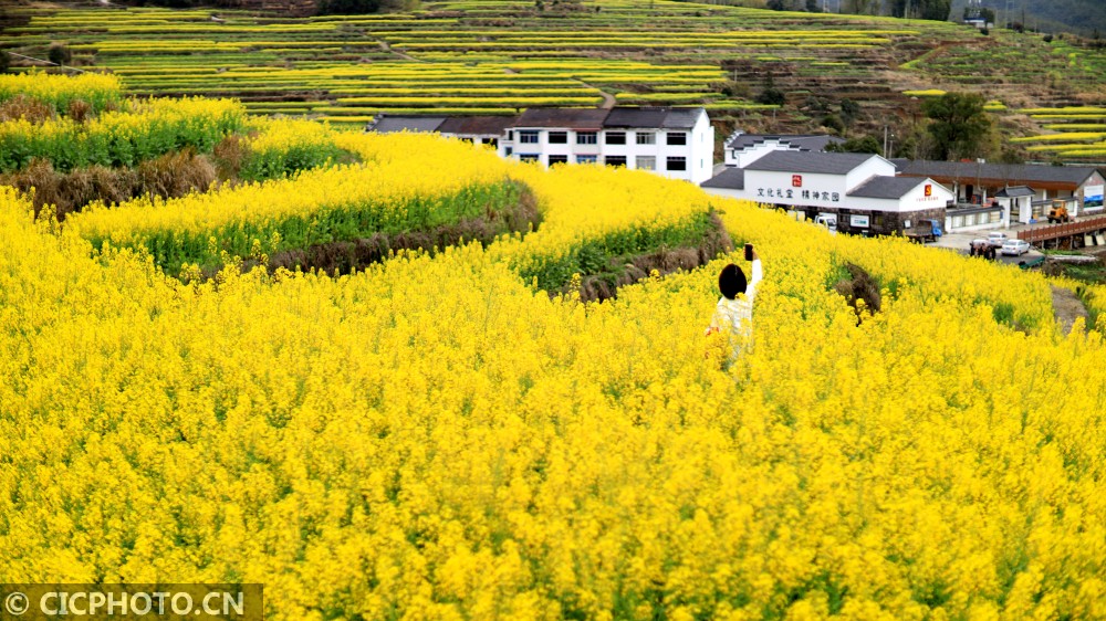 以上图片:3月10日,浙江省台州市仙居县朱溪镇杨丰山油菜花竞相开放