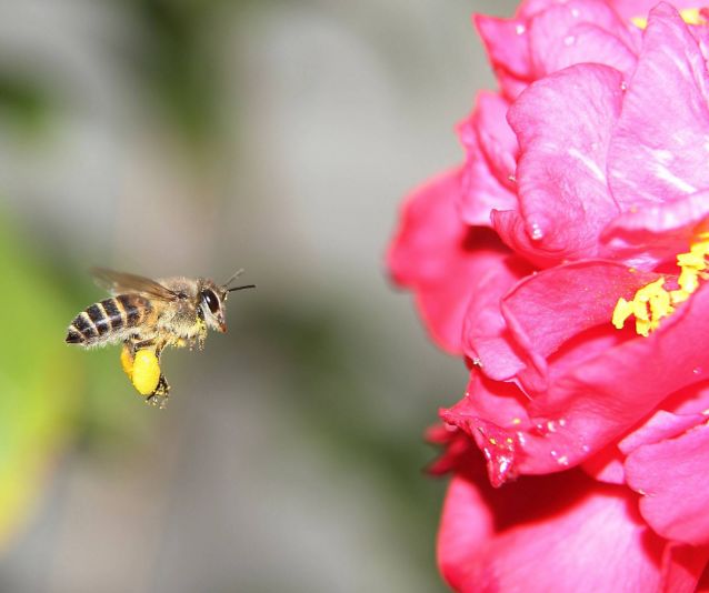 春天描写蜜蜂的诗句