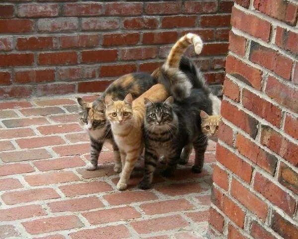 网友在街头偶遇了流浪猫军团…
