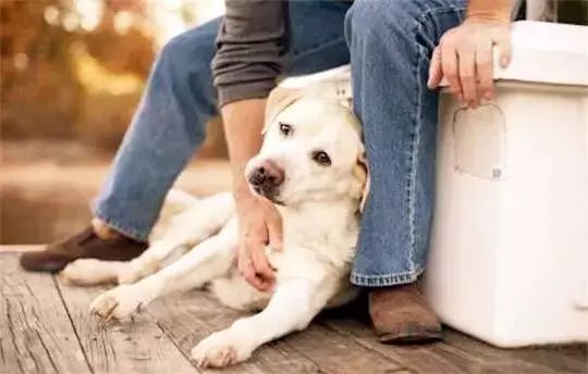 怎么看小狗是否吃饱了 d97a64d9bf0247b88537a796f6eeb624.jpeg