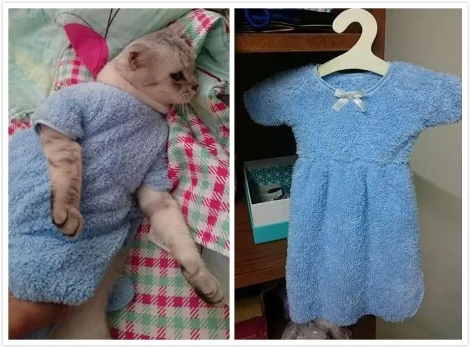 猫穿上衣服后，竟诞生了新品种：长颈猫！
