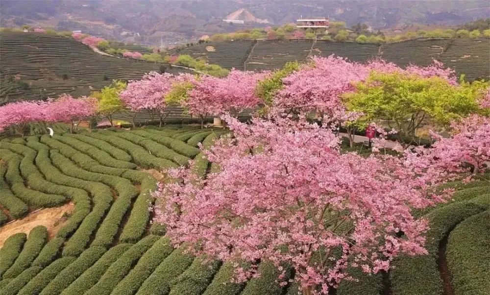 茶园樱开美得寂寞却不孤单