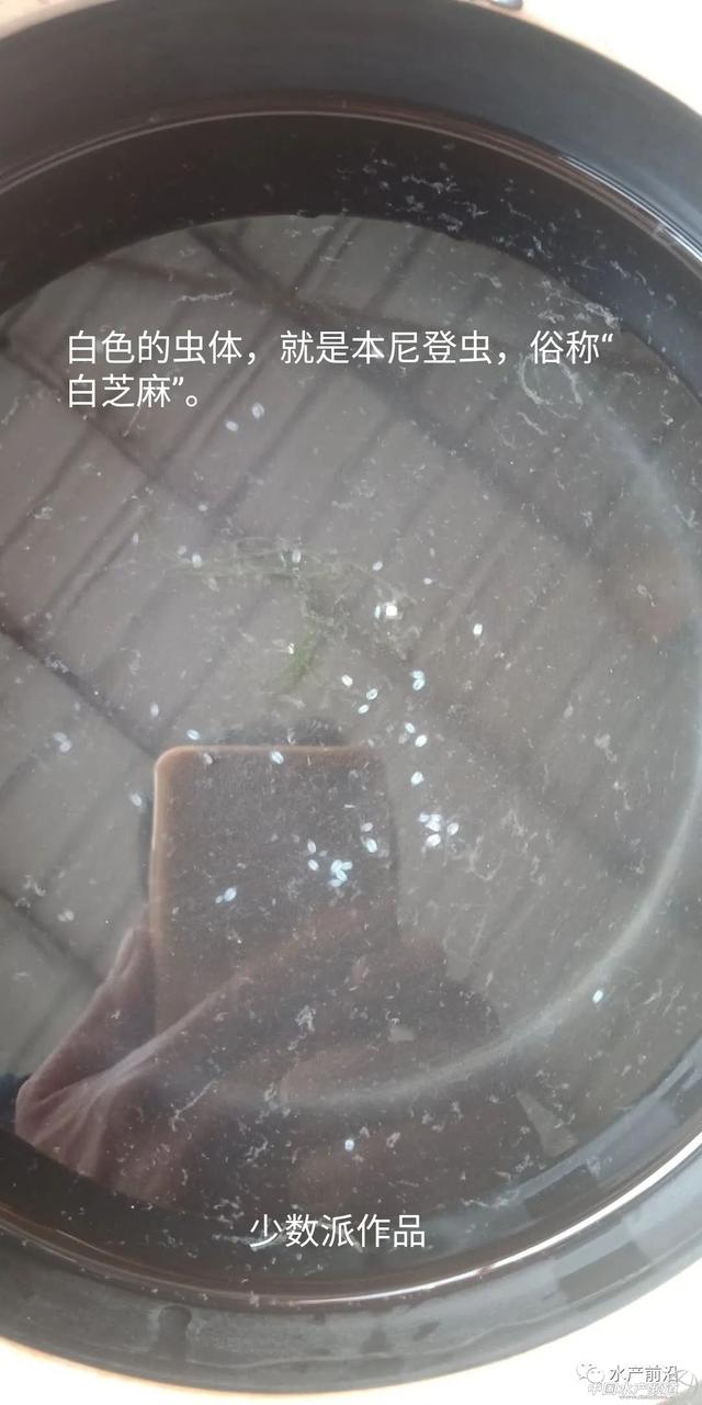 广东广西福建海水鱼养殖户要高度警惕本尼登虫