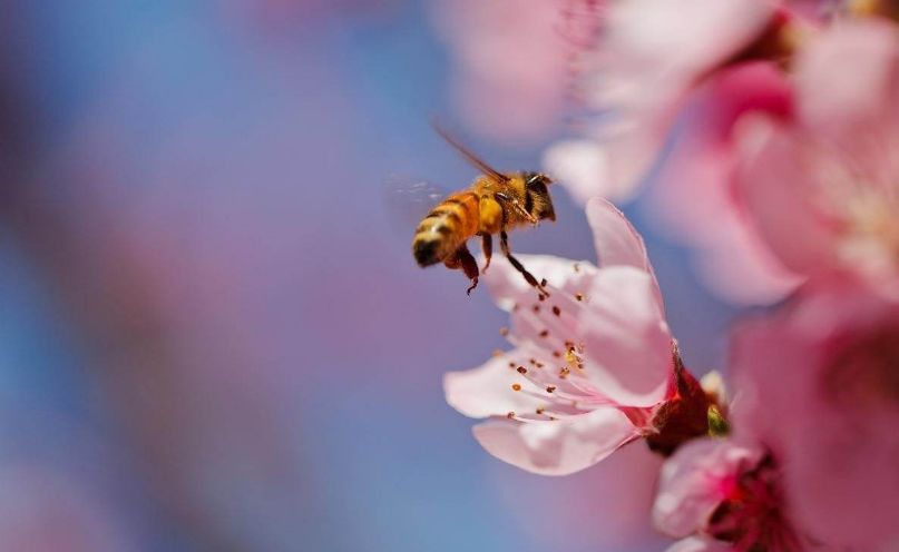 春天描写蜜蜂的诗句