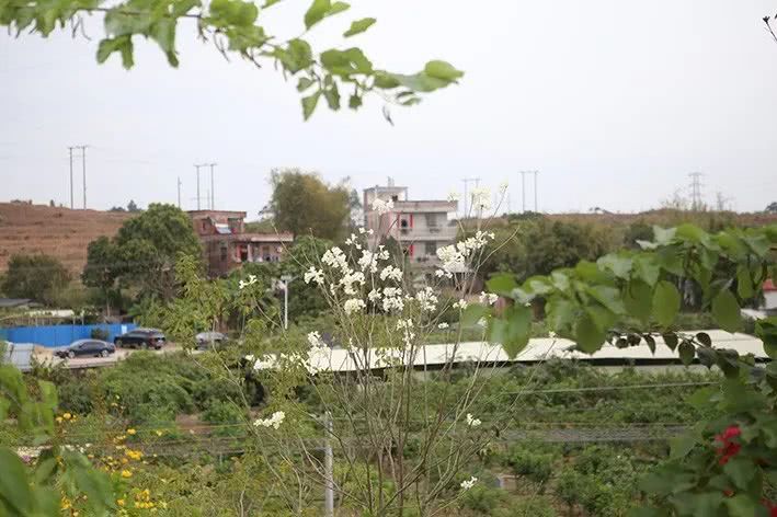 赏罗定花海附城街道良眉村百花齐放把春报