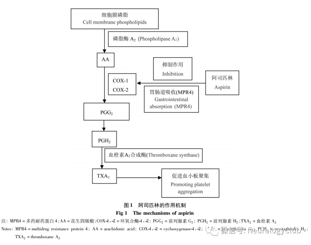 神经综述阿司匹林和氯吡格雷抗血小板抵抗机制及临床治疗研究进展