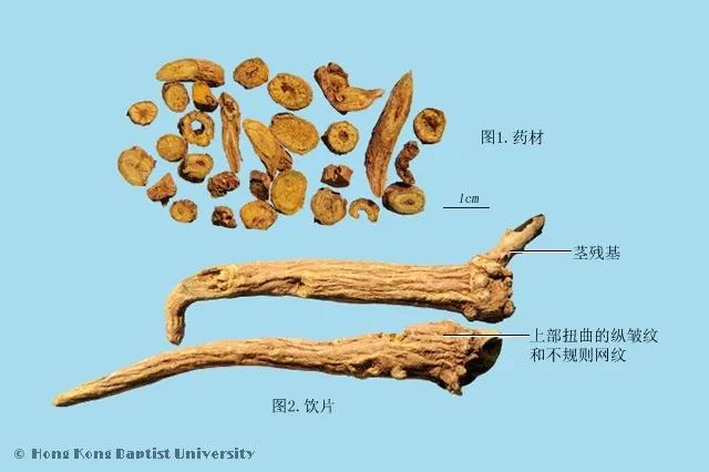 药材黄芩 图片来源:香港浸会大学中医药学院/中药材图像数据库