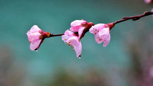 昆明野鸭湖附近梨花绽放,可谓"一枝梨花压海棠."