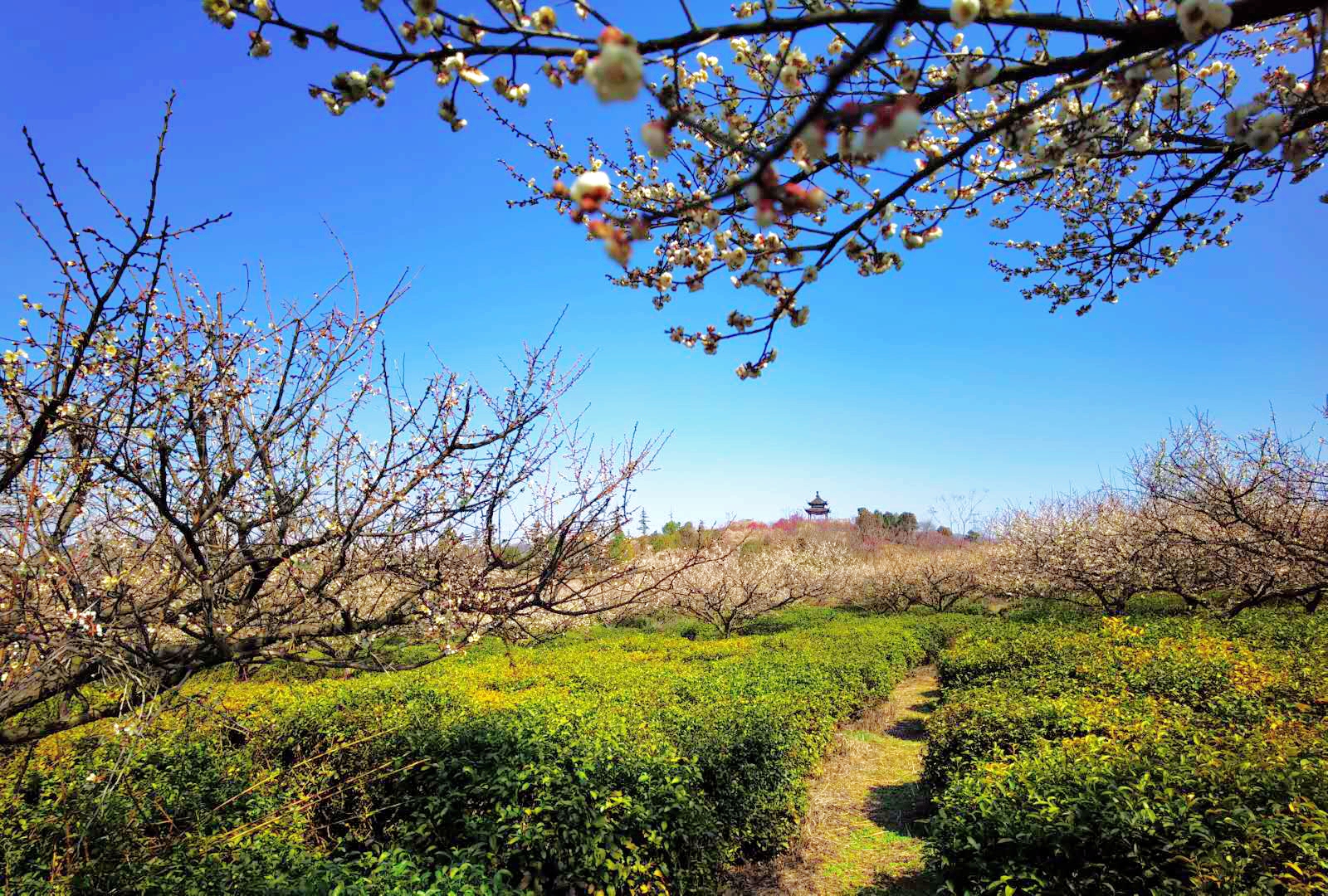 实拍：南京梅花山，梅花惊艳了春天