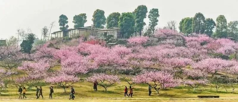 成都zui美"桃花岛"竟藏在这个地方,0.5h飙拢!还有数百