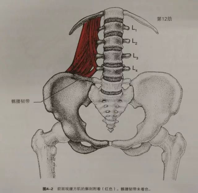 腰肋束:链接肋骨和腰椎横突.髂腰束:链接髂骨和腰椎横突.