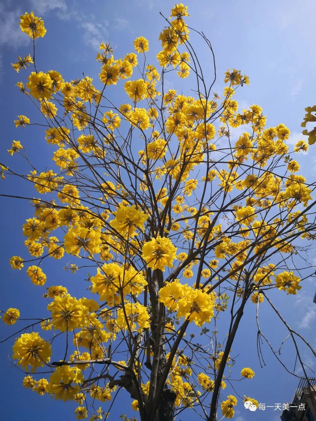 黄钟木黄花风铃木