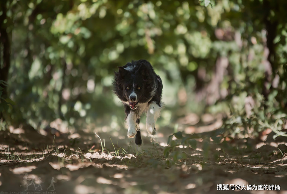 都說邊牧是最聰明的狗，為什麼養它的人不多？因為它聰明「過頭」了 寵物 第4張