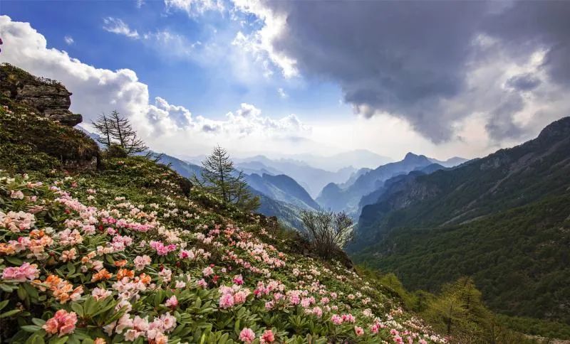 太白山,关山草原.宝鸡这10家a级景区4月25日前免费游,有你想去的吗?