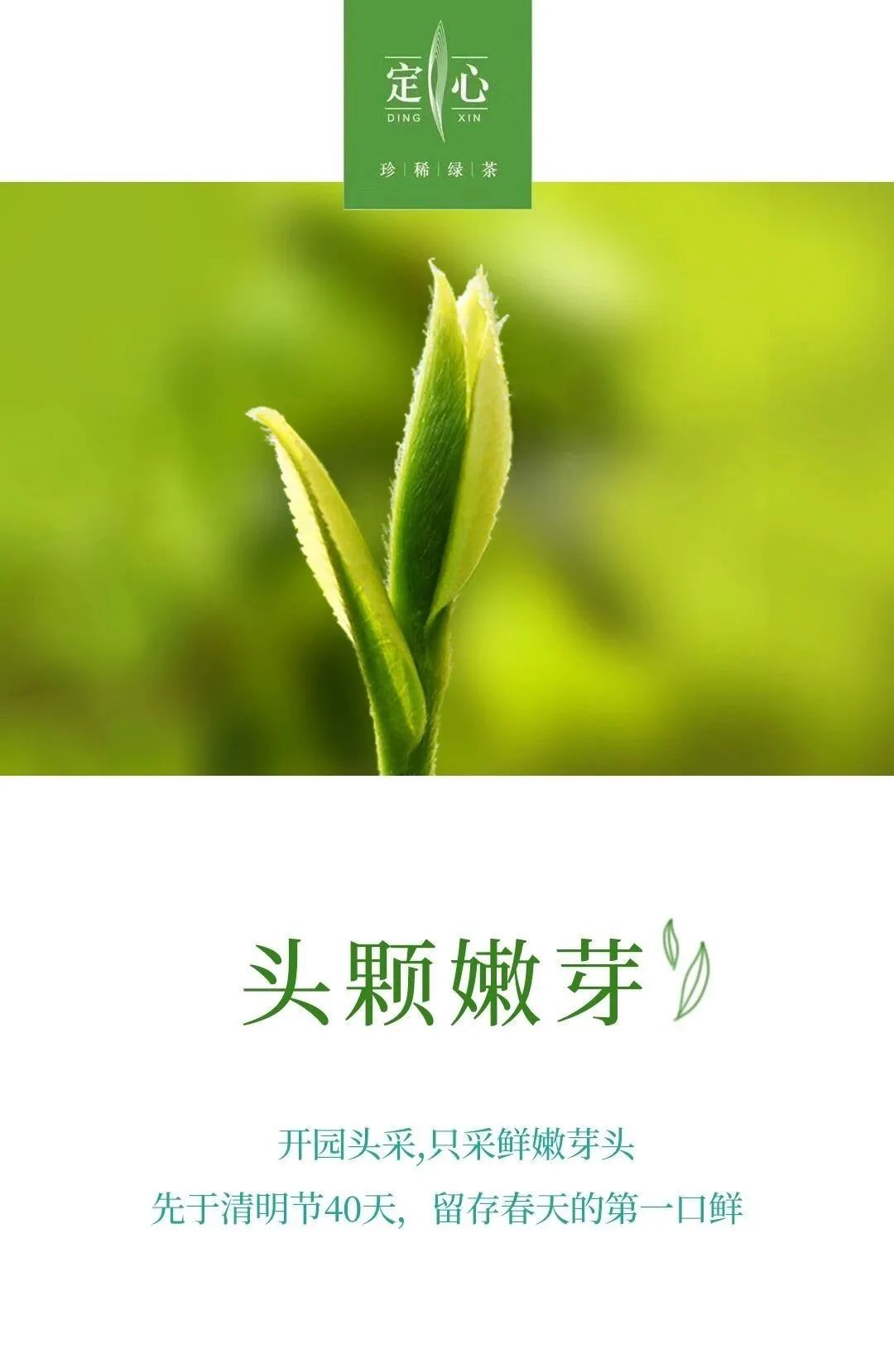 巴南定心绿茶新茶上市是时候来一杯了