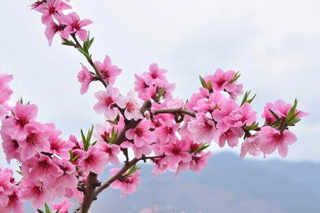 今日晴好,明后天弱降水来扰(附桃树初花期预报)