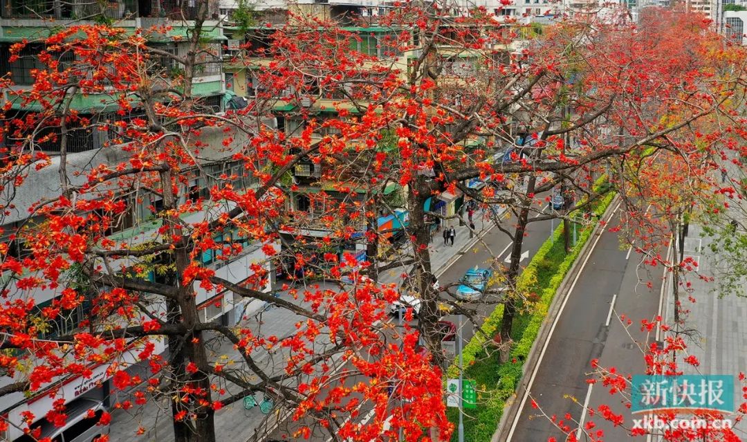 对于花城广州来说,无疑是在火红红花俏立枝头绽放的木棉里.