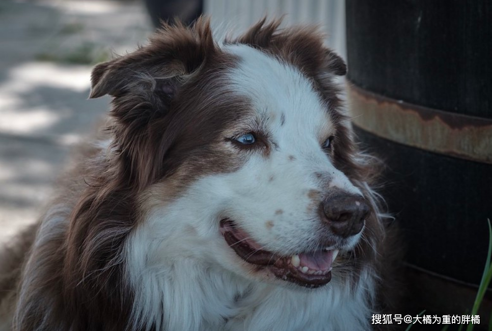 都說邊牧是最聰明的狗，為什麼養它的人不多？因為它聰明「過頭」了 寵物 第1張