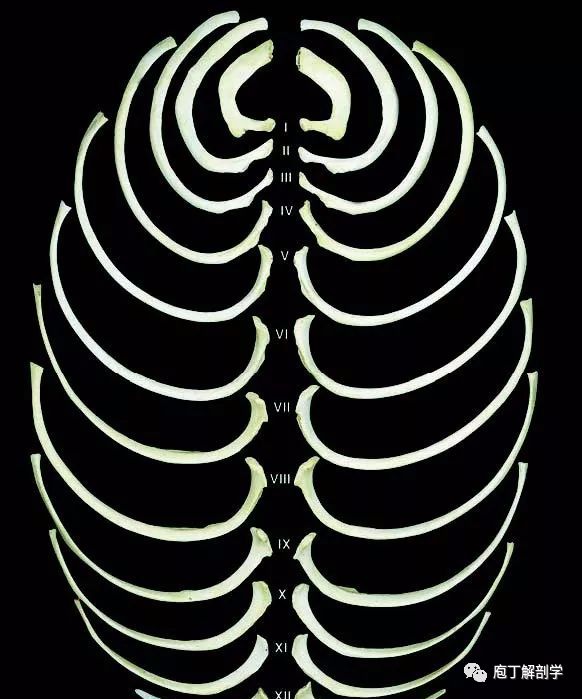 胸骨,肋骨结构形态_锁骨