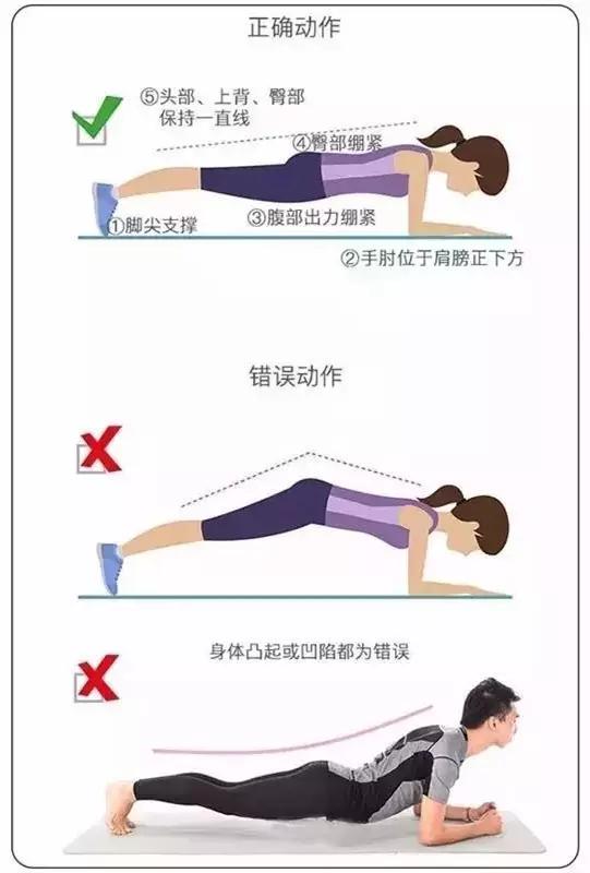 平板支撑是一个静力性动作,主要锻炼了腰腹深层肌肉,如腹横肌,多裂肌