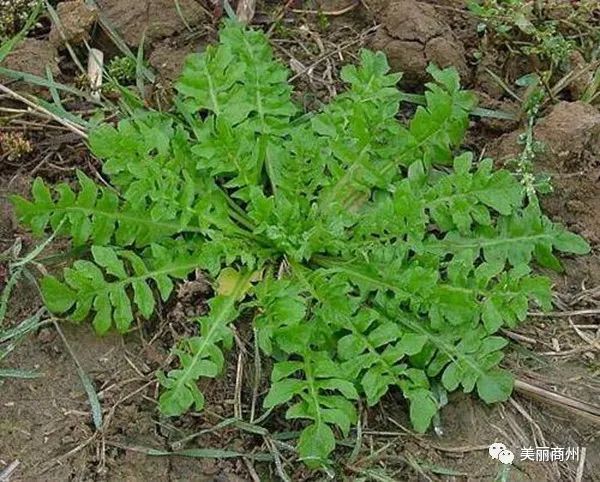 山上的野菜大全 346b251c495744df9894fbb747201b07.jpeg