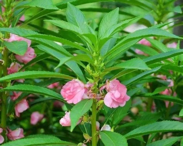 凤仙花