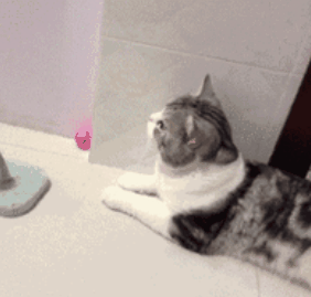 吃什么能让小猫的屎不臭 41d8184142a34bef98130672819ebd15.png