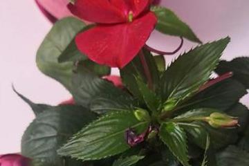 凤仙花的养法