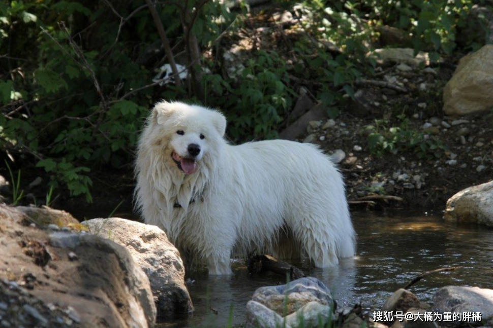 如果你第一次養狗，可別選擇這5個犬種，養著不僅累，還很耗錢！ 寵物 第7張