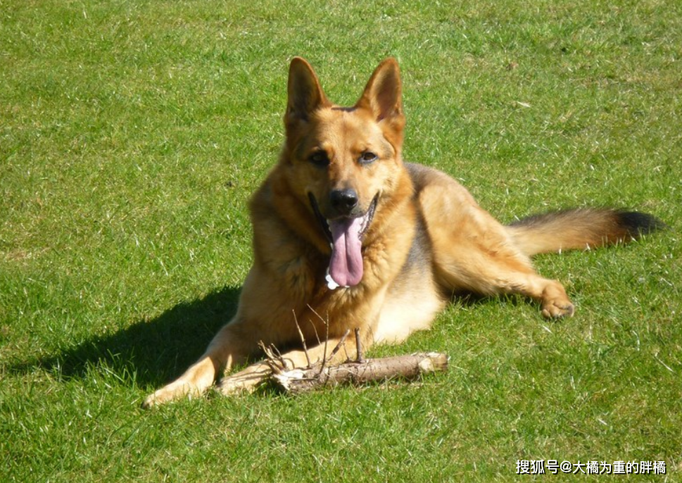 如果你第一次養狗，可別選擇這5個犬種，養著不僅累，還很耗錢！ 寵物 第5張