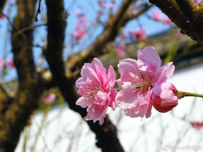花枝什么颤成语_花枝乱颤什么意思(3)