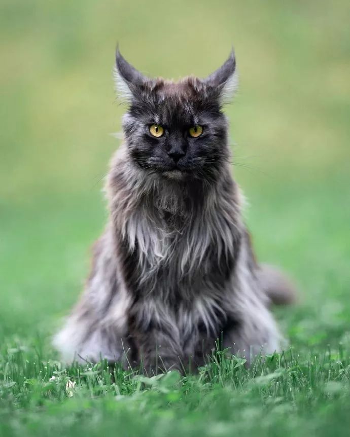 世界上最大的猫,被称为"温柔的巨人,体长超过1米,很多人的梦中情喵!