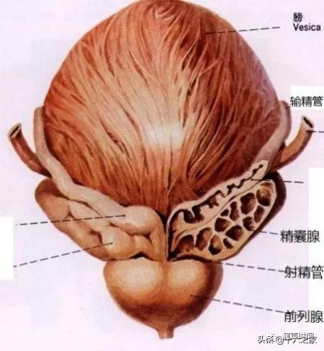 前列腺那些事儿4结石钙化囊肿和其他