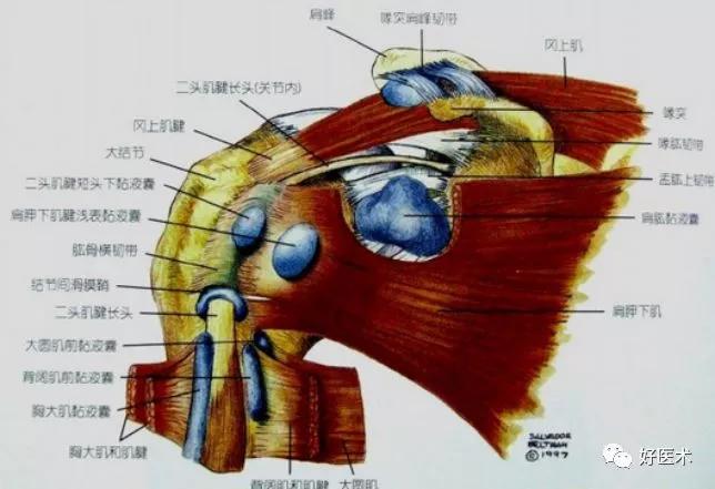 一起学习《肩关节各部位解剖及查体汇总》
