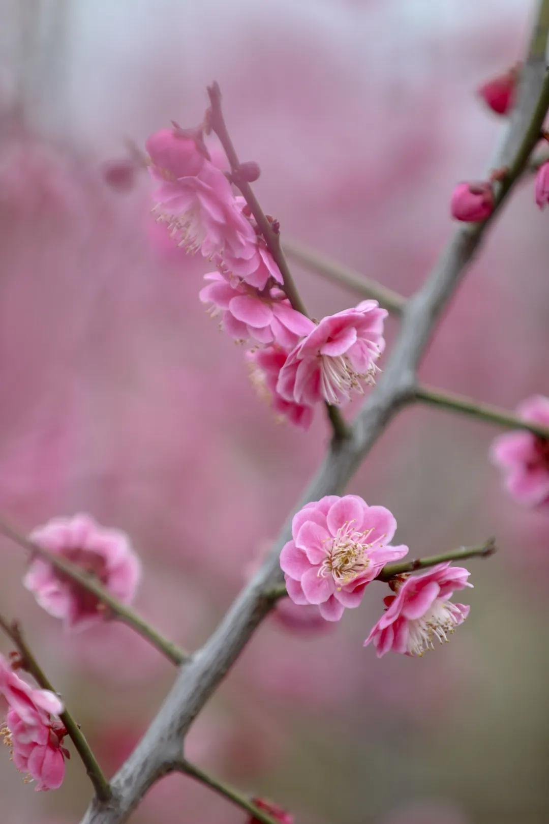 在风中起舞婀娜美妙 可闻到迎春花的清雅香味 可见到高傲挺拔的梅花枝
