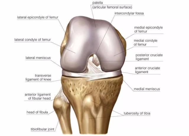 【临床实用】膝关节常见体格检查汇总