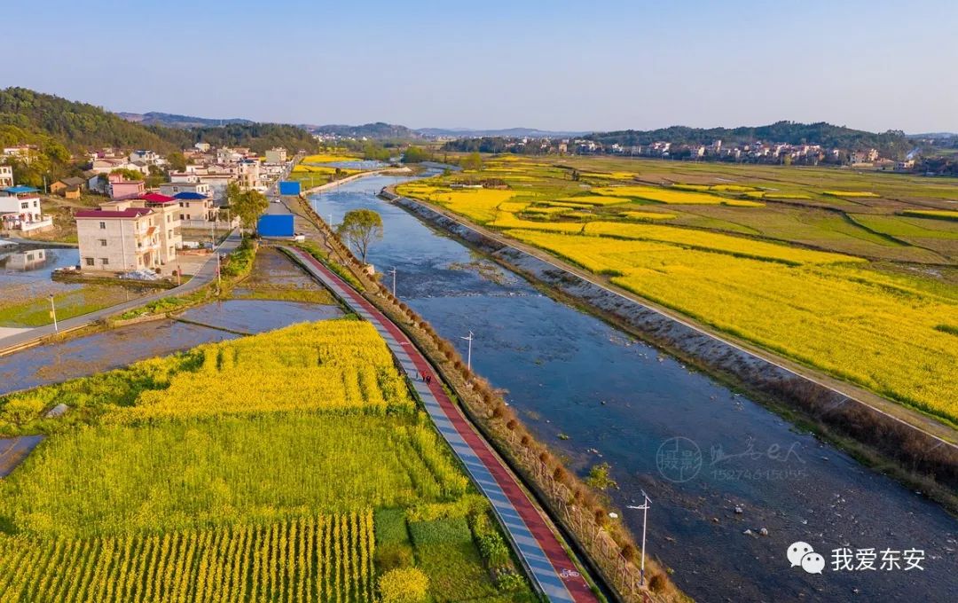 东安油菜花田……_新圩江镇