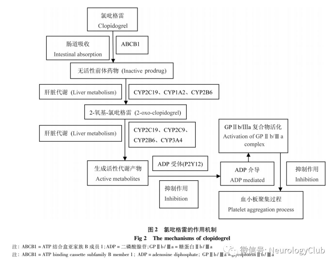 神经综述阿司匹林和氯吡格雷抗血小板抵抗机制及临床治疗研究进展