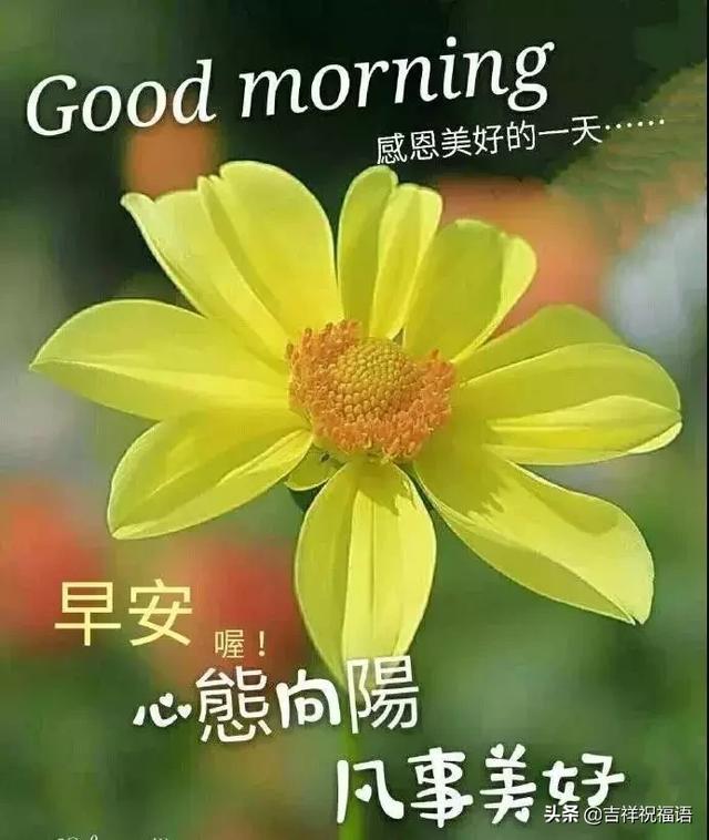 早上好,心态向阳,凡事美好;一声问候,好运连连.早安
