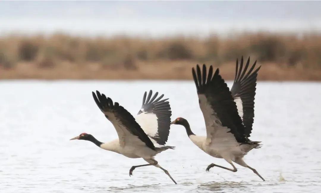 威宁草海国家级自然保护区越冬黑颈鹤陆续北迁