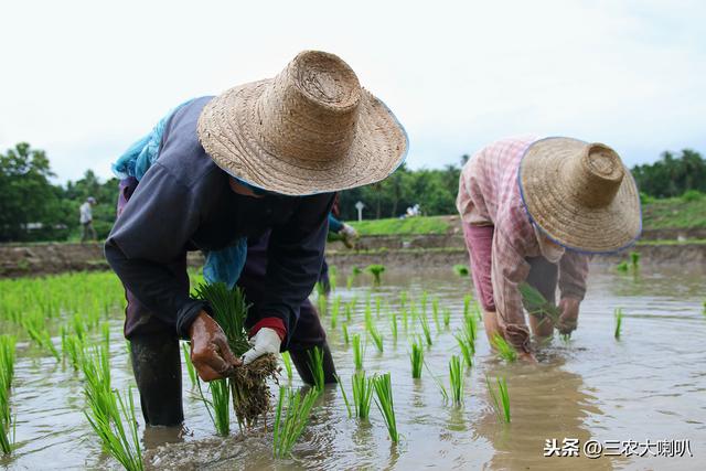 国家释放重农抓粮强烈信号今年种水稻你准备好了吗